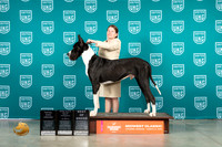 Great Dane #125 FriSatSun COCBOB no judge