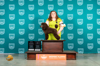 Poodle Miniature #256 Sun1 COCNTGCH Judge Lew Olson