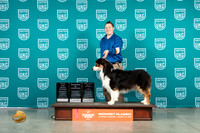 Australian Shepherd #219 G2 Lew URO1 Kim Alexander Thomson