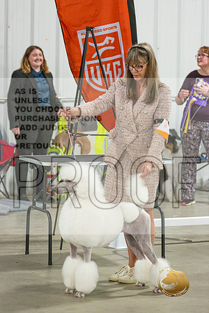 Poodle BIS_JJL_7017_MWC2023_HR3