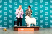 American Eskimo #193 RBIS Judge Katherine Short