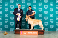 Golden Retriever #289 Sun ARBIS Judge Roland Pelland