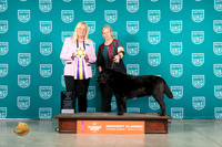 Labrador Retriever #186 Sun RBIS Judge Katherine Short