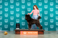 Poodle Std #246 Sat BOWCH Judge Katherine Short
