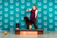 Poodle Std #293 Sun BOW Judge Mary Ellen Meyer