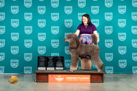 Poodle Std MC #247 Fri ALTBIS Judge Larry Hensen Sat BVet in show  Judge Sarah Schroder