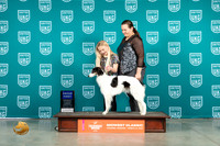 Silken Windhound #201 Sun BOBG1 Judge Larry Hansen