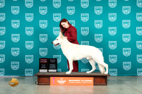 White Shepherd #410 Sun G2 TD Judge Roland Pelland
