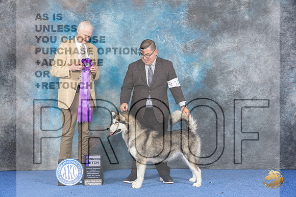 Alaskan Malamute #12 WED WB Judge Jon Cole__JP_6767_Houston_2024_HR3