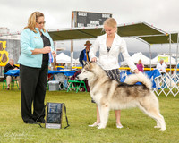 Alaskan Malamte #11 Mon Maj NC BOW Baker Twila Judge Linda Berberich
