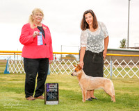 Australian Cattle Dog #14 Mon Maj Moseley Leisel Judge Carol White Moser
