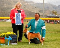 Basenji #9 Mon G1 Behles a Whalen Allen Judge Carol White Moser