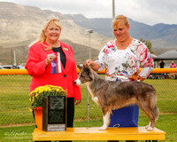 Border Collie #16 Mon Maj BOS Ingersoll Rebecca Judge Carol White Moser