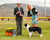 Border Collie #6 Mon Maj BOS Brown Holly and Paula Holcomb Judge Gerardo Bernard