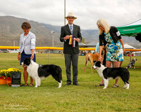 Border Collie #6 and #9 Mon Maj Brown Holly and Paula Holcomb Judge Gerardo Bernard