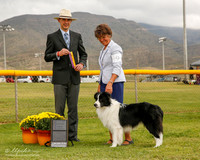 Border Collie #9 Mon NC Holcomb Paula Judge Gerardo Bernard