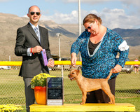 Border Terrier #6 Mon WB NC Muller Cindy and Kimberly Vont Judge Gerardo Bernard