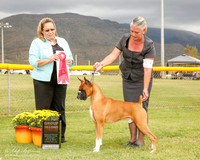 Boxer #5 Sun G2 Nunn Bette Jo Judge Linda Berberich