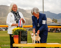 Chihuahua Long Coat #6 Vandiver Linda Judge Carolyn Alexander