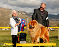 Chow Chow #5 Mon RBIS Fan Matthew and Kiki Pratna and Layla Loveless Judge Carolyn Alexander