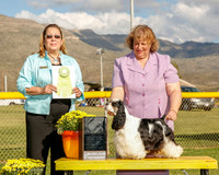 Cocker Spaniel Parti Color #8 Mon OH RBIS Mullally Susan and J Wojciechawski Judge Linda Berberich
