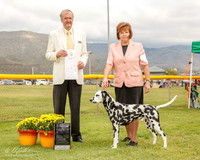Dalmation #5 Mon G4 Anderson M and J Barrett Judge Davis Alexander