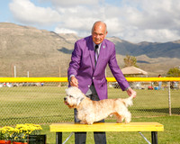 Dandie Dinmont Terrier #5 Sun G2 Myers Fary and Karen Dorn RESHOOT