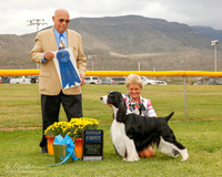 English Springer Spaniel #9 Mon G1 Perreira Sharleen and Ruth Dehmel Judge Kenneth Clemons