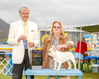 French Bulldog #7 Mon BOB Wendy Nieuwenhuis W and Ruth Spindler Judge David Alexander