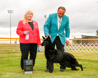 German Shepherd Dog #14 Mon Maj BOW Abarr Sondra and Greg Abarr and Sergio Espejo Agent Sergio Esejo Judge Carol White Moser