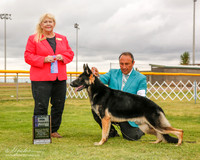 German Shepherd Dog #15 Mon Maj WD George Robert Judge Carol White Moser