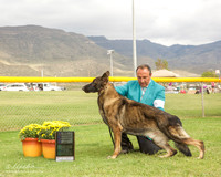 German Shepherd Dog #5 Mon Maj WD NC Gray ann and Steven Gray Agent Sergio Espejo