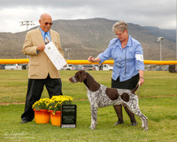German Short Haired Pointer #11 Mon G4 Swensson Carlene and M R Lara DVM Judge Kenneth Clemons