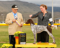 German Shorthaired Pointer #18 Sun BOB Ward Nancy Agent Gerry Thornton Judge Kenneht Clemons