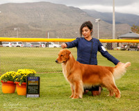 Golden Retriever #5 Mon BOB Dennis Diana N and Deborah D Wheat