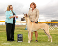 Great Dane #40 Mon Maj NC WB Neet Cynthia and John and Samantha Riley Judge Linda Berberich