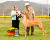 Great Dane #41  Mon NC MAj BOW Neet Cynthia and John Judge Linda Berberich
