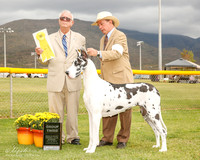Great Dane #6 Mon G3 Schram Jennifer and Clarence and Linda and Mike Boa Judge Thomson Standield