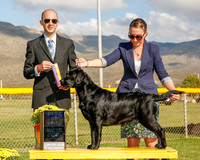 Labrador Retriever #10 Mon BOB Janet Schoonover J and Terry McFadder Judge Gerardo Bernard