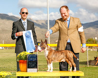 Miniature Bull Terrier #5 Mon G1 Moffitt Teresa and David Judge Gerardo Bernard