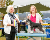 Miniature Schnauzer #5 Mon BOB Christensen Miss Rebecka and Jill Christensen Judge Carolyn Alexander