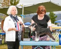 Miniature Schnauzer #8 Mon BOS NC Christensen Miss Rebecka and Jill Christensen Judge Carolyn Alexander