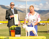 Parson Russell Terrier #6 Mon G3 Paulson Liane Shane Paulson Judge Gerardo Bernard