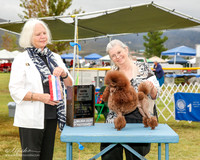 Poodle Toy #8 Mon Maj BOS Ashton Twila and Skip Judge Carolyn Alexander