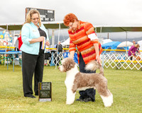 Portuguese Water Dog #6 Mon BOB NC Martin J