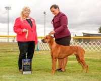 Rhodesian Ridgeback #20 Mon BOB Prendergast Martha and Erin Prendergast Judge Carol White Moser