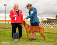 Rhodesian Ridgeback #27 Mon BOW Hayes Jeffery and Susan Ralston VMD Judge Carol White Moser