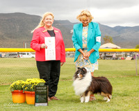 Shetland Sheepdog #19 Mon G4 Rasmussen A and G Judge Carol White Moser