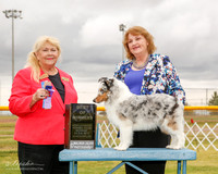 Shetland Sheepdog #25 Mon BOW Workman Karen Judge Carol White Moser