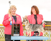 Swedish Vallhund #6 Mon BOS Fromm Michelle Judge Carol White Moser